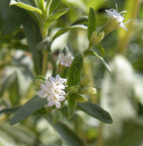 Flor de Stevia